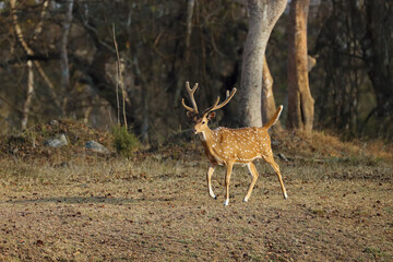 Naklejka na ściany i meble The chital or cheetal (Axis axis), also known as the spotted deer, chital or axis deer. Adult male with still hairy antlers in dry forest.