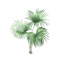 Liviston's Chinese palm (Livistona chinensis) or palm Washingtonia robusta, watercolor isolated illustration tropical palm, hand painting exotic plant for your design. - 581400777