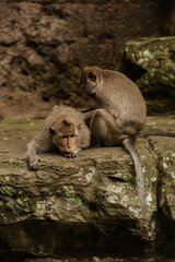 monkeys play on the ancient ruins of cambodia