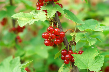 Red currant berries on a branch in the garden in summer. Selective focus on garden berries. Selective focus