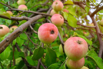 Ripe apples in the garden ready for harvest, autumn season. Selective focus.