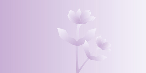  pink tulips on a white background. springs beauty of flower pink.