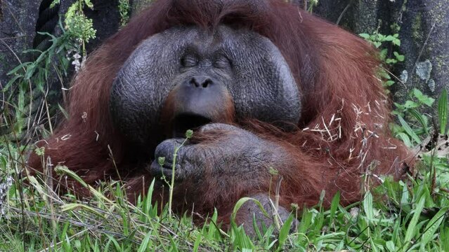 male orang utan yawning