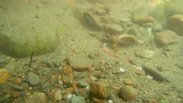Salmon roe next to rocks at the bottom of a river. underwater photography. Alaskan Salmon Migration: A Journey Full of Challenges and Wonders. USA., 2017