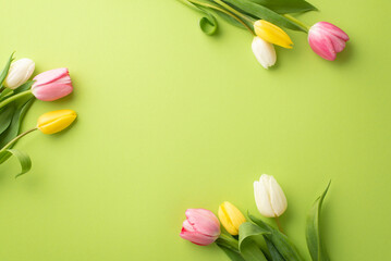Women's Day concept. Top view photo of fresh flowers pink yellow and white tulips on isolated light...
