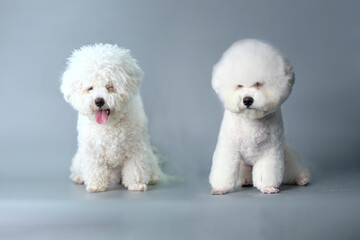 Dog grooming theme before and after result. bichon frise dog before and after groom his hair. Pet...