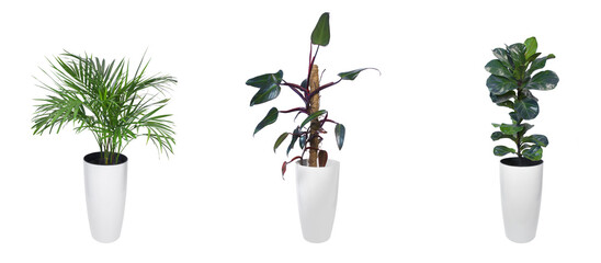 Fototapeta na wymiar Potted houseplants: Chrysalidocarpus litescens, Philodendron erubescens, Ficus lyrata 