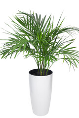 Potted Chrysalidocarpus palm isolated in the high modern cachepot