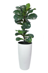 Potted Ficus lyrata ''Bambino
