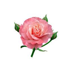 One pink rose with buds on a white background. Isolated.