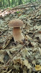 orange cap boletus