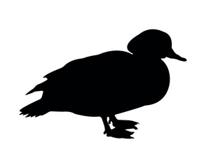 Vector flat duck silhouette isolated on white background