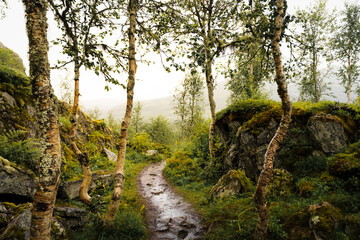 Trail in ghe woods in Norway