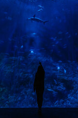 a girl looks at a hammerhead shark in a huge aquarium