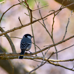 a cinereous bird sitting on a tree 