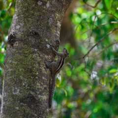 squirell moving on the  tree