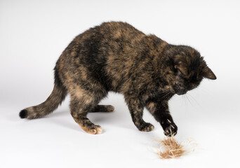 wolf in front of white background