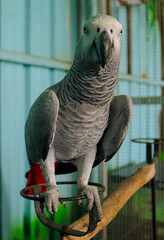 A cocktail parrot in close-up photography of Psittacus erithacus - grey parrot  
