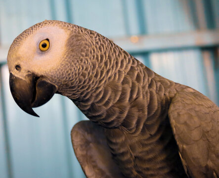 Cocktail grey shops parrot