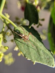unique spider on a leaf
