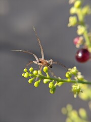 unique spider on a leaf