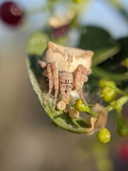 unique spider on a leaf