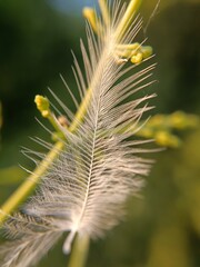 close up of a pigeon's wings
