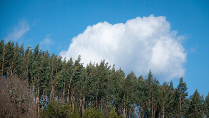 Nube algodonosa blanca sobre bosques de eucaliptos