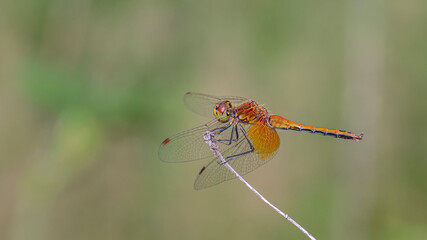 red dragonfly on a green leaf