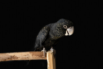 A female Australian red tailed black cockatoo (Calyptorhynchus banksii) with a black background