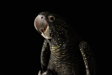A female Australian red tailed black cockatoo (Calyptorhynchus banksii) with a black background © Sarah
