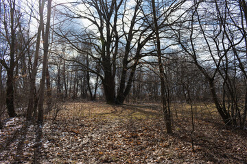 Old oak tree in a clearing in early spring