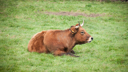 Vaca marrón tumbada en pradera de hierba