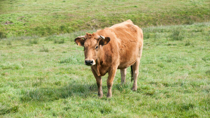 Vaca marrón mirando a camara en pradera de hierba