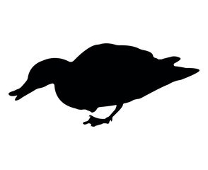 Vector flat duck silhouette isolated on white background