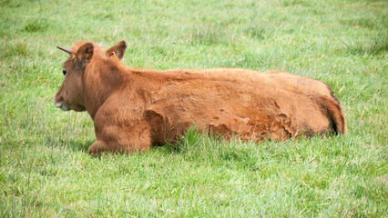 Vaca marrón tumbada en pradera de hierba