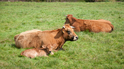 Vaca marrón  y cría tumbadas en pradera de hierba