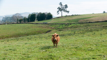 Fototapeta na wymiar Vaca marrón mirando a camara en pradera de hierba