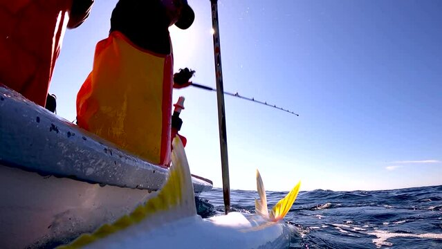 Fisherman gaff yellowfin tuna in open ocean waters on a sunny clear day