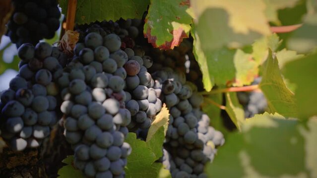 Big red grape cluster in a vineyard close up