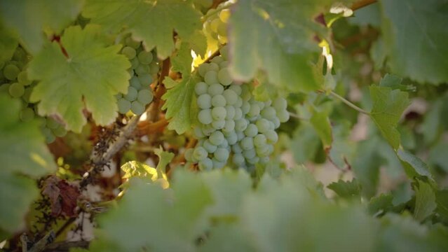White grapes in vineyard medium shot