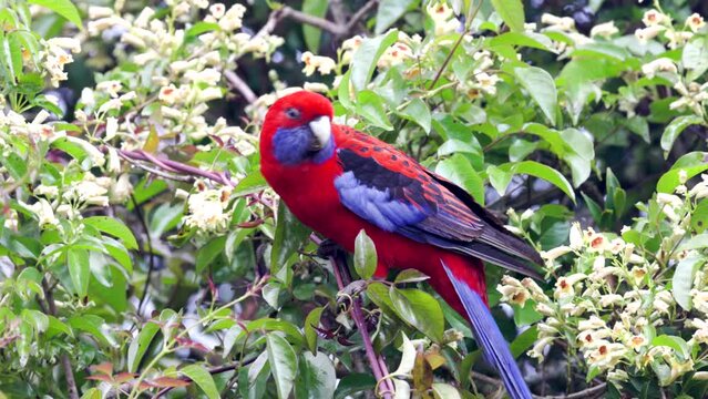 a crimson rosella perching on a flowering shrub at o'reillys rainforest retreat in lamington national park of sth qld, australia