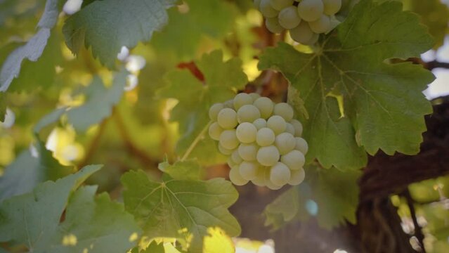 White grapes sorrounded by vines medium shot with sunflare