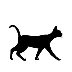 Silhouette di gatto nero che cammina