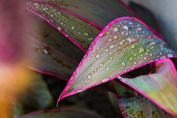 Raindrops on the surface of an ornamental plant