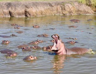Hippo Wallowing in Pool on the Serengeti