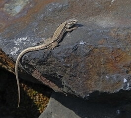 wall lizard on the stone,mauereidechse auf stein