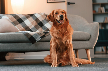 Against sofa, on the floor. Cute Golden retriever dog is indoors in the domestic room