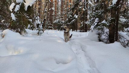 Dog German Shepherd in a winter day and white snow arround. Waiting eastern European dog veo in cold weather