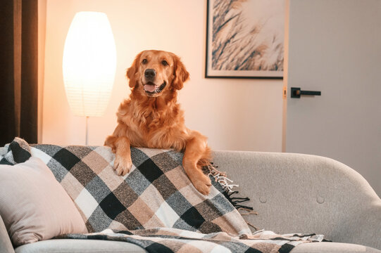 Standing behind the sofa with paws on it. Cute Golden retriever dog is indoors in the domestic room